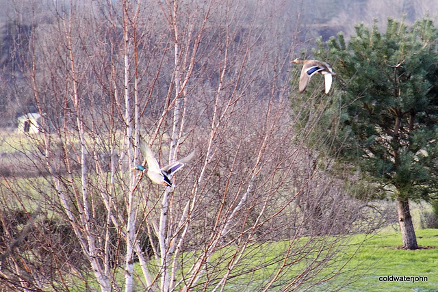 Mallards in flight