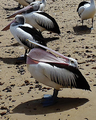 Pilates for Pelicans