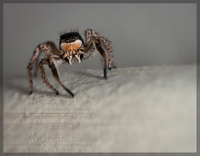 Tiny Jumping Spider: Mr. Fancy Face!