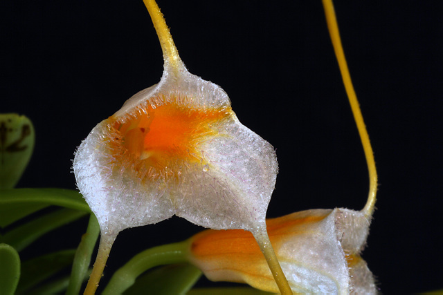 Masdevallia strobelii