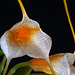 Masdevallia strobelii