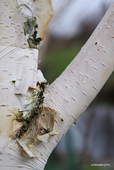 Silver birch shedding bark