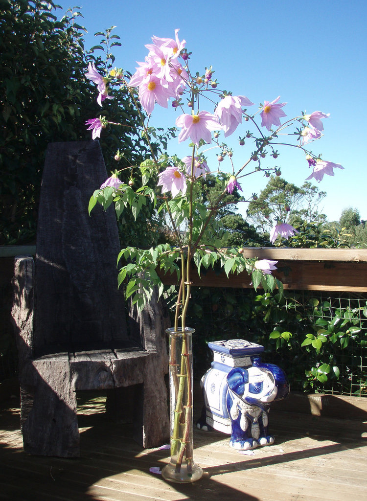 big tall flowers from our garden