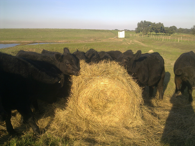 heifers around the hay