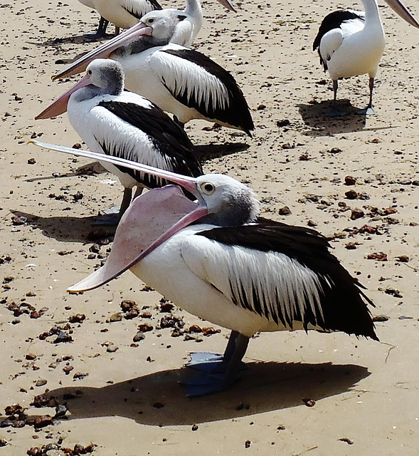 Pilates for Pelicans