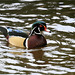 Wood Duck