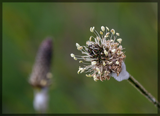 English Plantain: The 64th Flower of Spring & Summer! (Explore 21!)