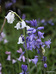 The apparently rare White bluebell
