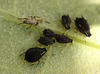 Patio Life: Aphid Shell Side