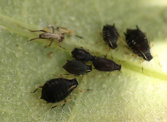 Patio Life: Aphid Shell Side