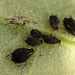 Patio Life: Aphid Shell Side