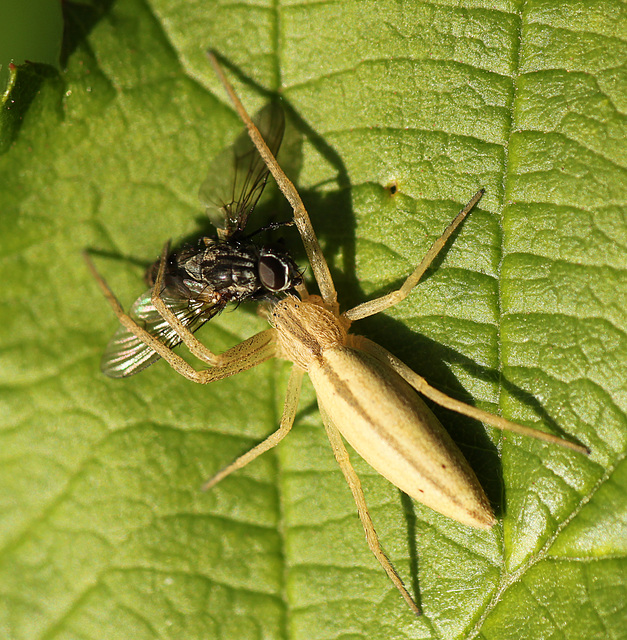 Running Crab Spider