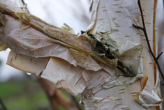 Himalayan Birch shedding its bark