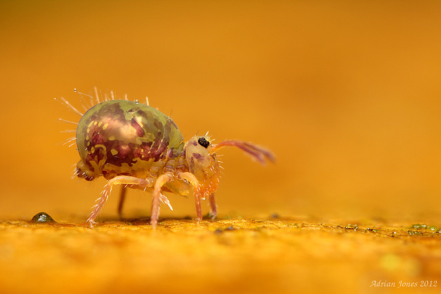 Dicyrtomina ornata