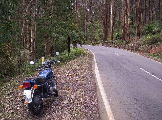 Bluey's first ride in Australia