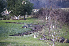 Mallards in flight