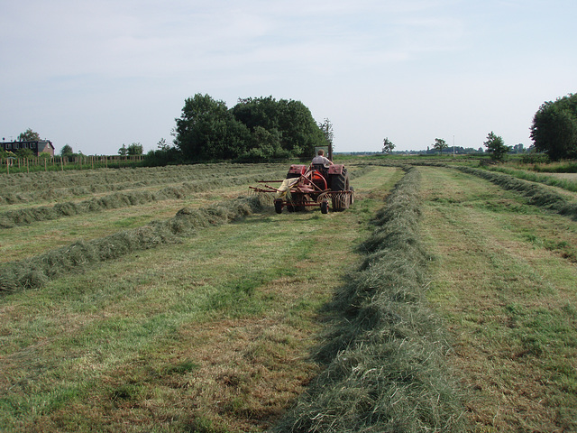 Floor making hay...