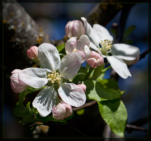 Lovely Apple Blossoms