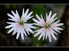 Stringflower: The 133nd Flower of Spring & Summer!