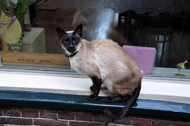 Siamese cat