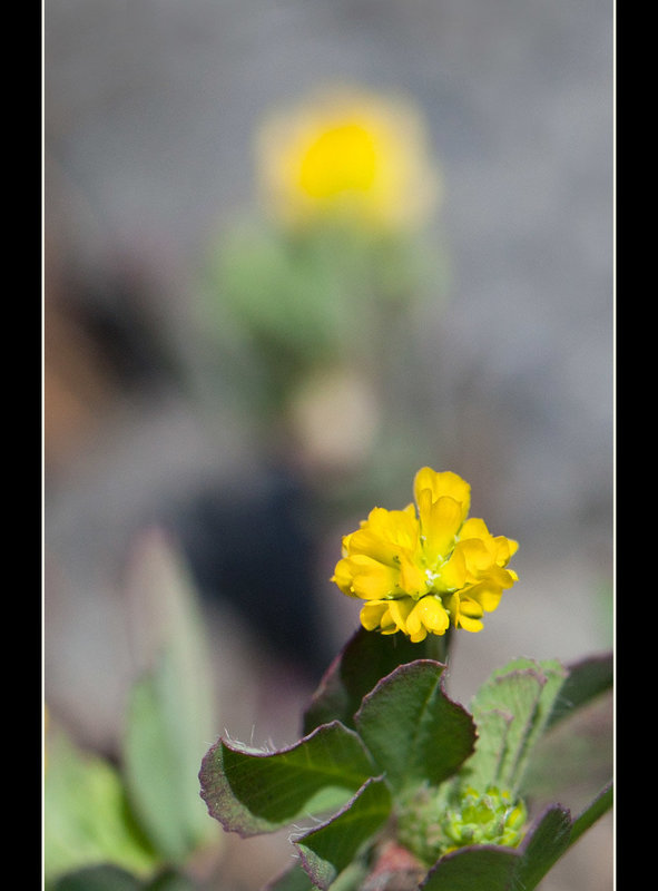 Low Hop Clover: The 66th Flower of Spring & Summer!