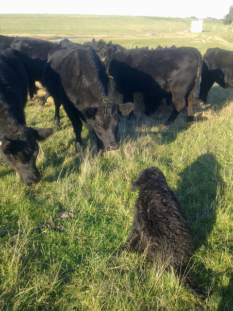 Fonzie meets the heifers