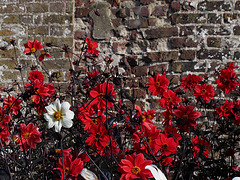 Dahlias & Tudor Bricks