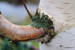 Silver birch branch under attack from ?