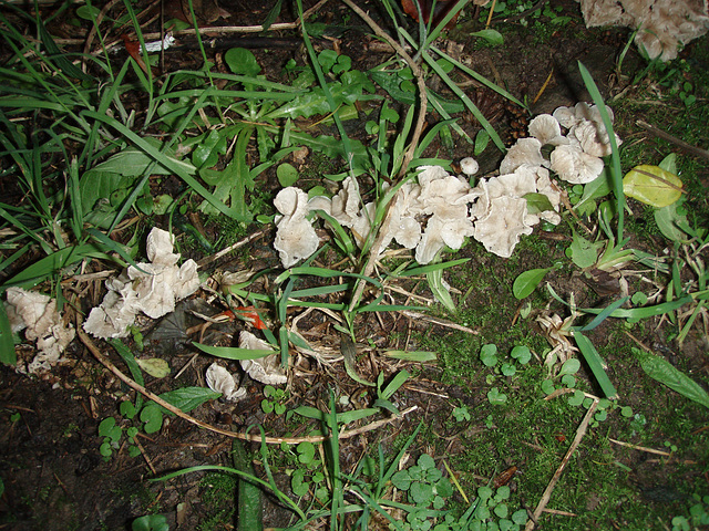 delicate white fungi