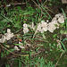 delicate white fungi