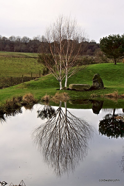 Morning Reflections