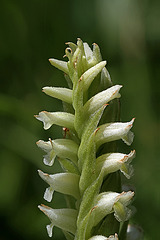 Hooded Ladies' Tresses