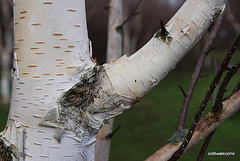 Silver birch shedding bark