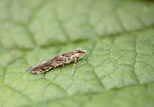 Caloptilia syringella