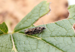 Epinotia immundana