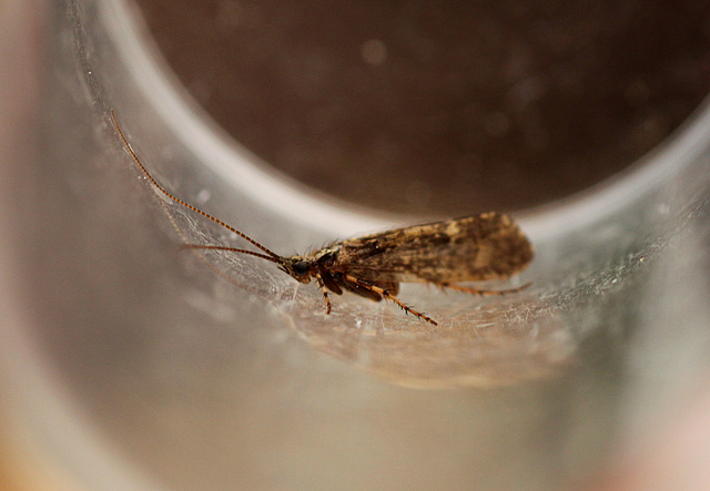 Caddisfly