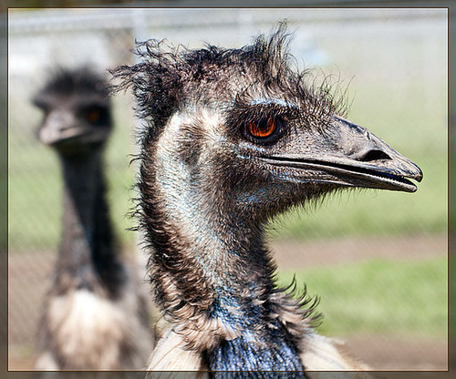 A Real Dinosaur!!! Wait, That's an EMU!