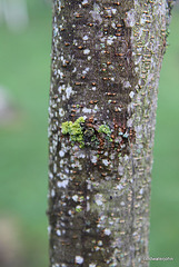 Pseudo camellia stewartii bark