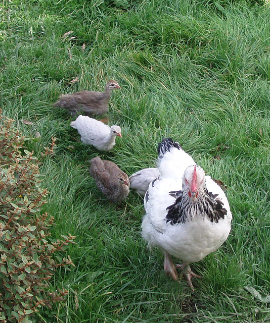 hen and guinea keets