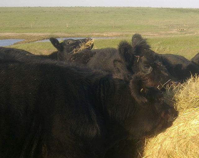 heifers tucking into hay