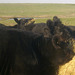 heifers tucking into hay