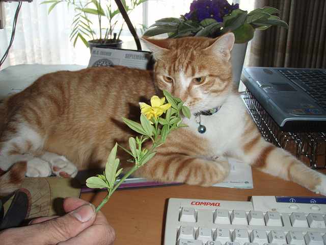 Zetor smells the flowers