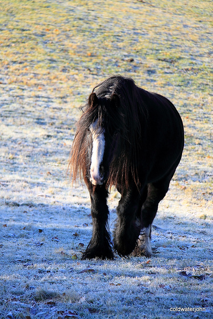 Cold and frosty morning...