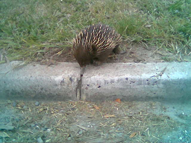 echidna in Fish Creek