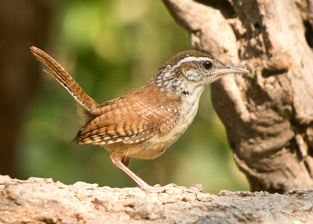 Carolina Wren