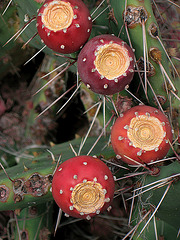 prickle