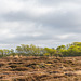 Heide - 20130512