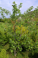 Populus alba