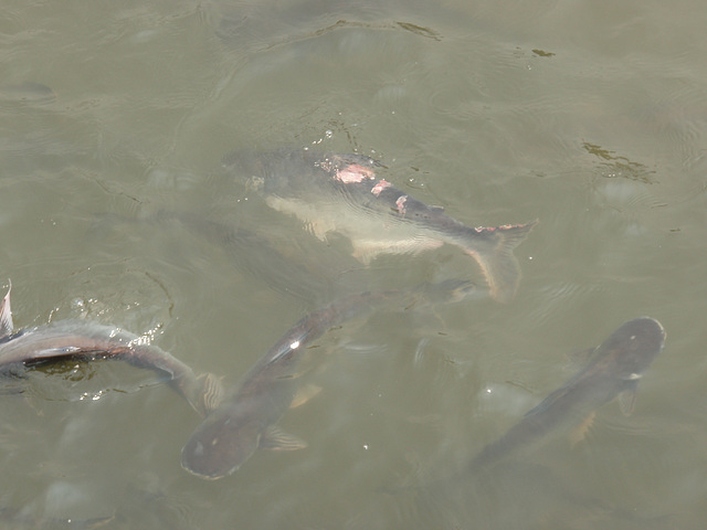 fish feeding on Chao Praya