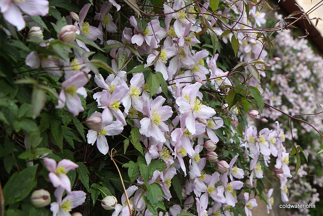 Clematis on steroids